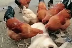 鸡为什么喜欢帮狗抓跳蚤？ #鸡抓跳蚤 #奇闻 #有趣动物 #科普