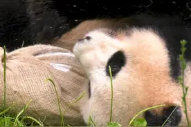 #旅德大熊猫萌动瞬间！德国的熊猫宝宝们的生活太惬意了，满满的幸福感溢出屏幕！#世界这么大本熊想看看视频封面