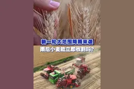 新一轮大范围降雨来袭 雨后小麦能立即收割吗? 