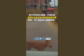 2月19日，广西钦州。男子开车在乡道被一只狗拦住，按喇叭也赶不走，狗还频频回头看，几秒后一辆半挂车开过来。网友：马上回去买火腿肠感谢！（第1眼TV-华龙网原创采访报道）视频封面