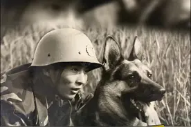 你家狗狗走丢过吗？为什么走丢之后有的可以回家，有的却回不了？ #狗狗 #狗狗的心思都写在脸上了 #狗狗故事 #狗狗的日常 #狗狗的迷惑行为