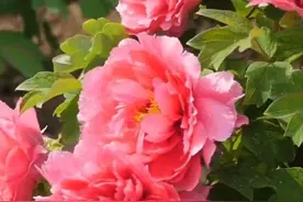 菏泽牡丹甲天下，来菏泽看牡丹吧！#国色天香牡丹花 #发现菏泽 #菏泽牡丹甲天下 #菏泽旅游攻略视频封面