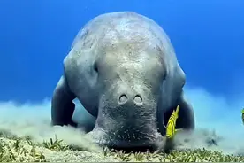 海牛和河马的存在真的只是弥补水中没牛马么？ #海牛 #河马 #科普 #涨知识视频封面