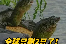 全球只剩2只了！还全都是公的，我国仅剩一只该如何进行有效繁殖 #动物  #保护动物  #保护环境视频封面