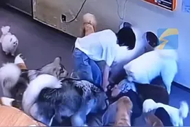 3月13日，福建福州。店员照看宠物时不慎摔跤，一睁眼满脸都是狗：因为太疼就哭了，它们在舔我的眼泪，也被它们感动到了，后续检查了金毛的身体，它没有受伤。#宠物店 #金毛 #狗是人类最忠诚的朋友视频封面