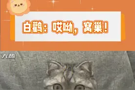 头一次在鸟的身上看到了崩溃！#动物 #离谱 #一起看