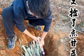 我又去公园捡甘蔗头了，这次挖个坑竖着摆放储存，这俩次弄的应该 够我明年种了！#河南种甘蔗 #打造百果园 #甘蔗种植 #甘蔗种子 #种植的乐趣视频封面