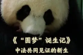 回顾历史性时刻，首只出生于法国的大熊猫“圆梦”出生记录。 #大熊猫欢欢 #大熊猫圆梦 #熊猫基地看熊猫 #国宝熊猫（视频来源：成都熊猫基地视频号）视频封面