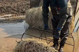 鱼腥草，可以食用，但有很重的鱼腥味！ #鱼腥草 #科普 #涨知识视频封面