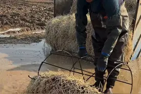 鱼腥草，可以食用，但有很重的鱼腥味！ #鱼腥草 #科普 #涨知识视频封面