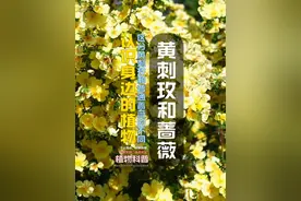 黄刺玫与普通蔷薇的不同 #蔷薇花 #黄刺玫 #自然奇境科普季 #内容启发搜索 #植物科普