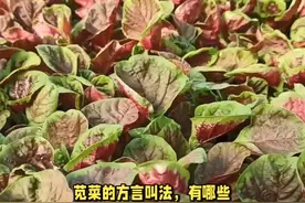 苋菜的方言叫法，有哪些？ #传统文化 #知识 #老六师傅