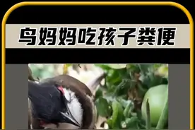 你敢相信吗，鸟妈妈竟然吃自己孩子的粪便#奇闻趣事 #科普 #有趣的冷知识