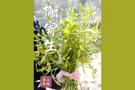 槲寄生，植物界的“小狡猾”，它喜欢寄生在“宿主”身体中， 白吃白喝，吸取营养来生存！#槲寄生 #冻青 #槲寄生下 #寄生植物 #识百草