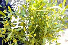 槲寄生，植物界的“小狡猾”，它喜欢寄生在“宿主”身体中， 白吃白喝，吸取营养来生存！#槲寄生 #冻青 #槲寄生下 #寄生植物 #识百草视频封面