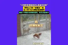 5月7日（发布）安徽，“小狗的友情就是这么真诚又简单”，狗狗上门找“好朋友”玩，主人开门让它俩在院里撒欢，像极了小时候小伙伴来找我玩，央求父母的样子视频封面