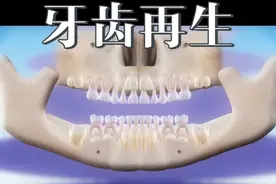 人类为什么会失去牙齿再生的能力？一个视频告诉你答案！视频封面