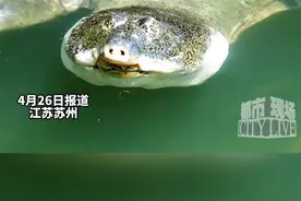 比大熊猫更濒危的动物--斑鳖，全国仅剩1只 全球仅剩2只。#斑鳖  #濒危动物视频封面