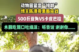 动物园留言“挑衅”，博主陈漂亮果断应战，500斤豆角大战卡皮巴拉
