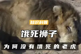 为何只有饿死的狮子，没有饿死的老虎？狮子和老虎比究竟差在哪了（一）#科普 #涨知识 #狮子 #老虎 #动物视频封面