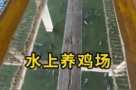 水上养鸡，水下养鱼！ #科普 #涨知识