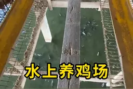 水上养鸡，水下养鱼！ #科普 #涨知识视频封面