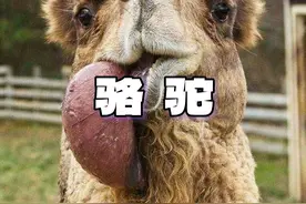 骆驼吐出了一个粉色的球，它的目的是什么？为何吃仙人掌不扎嘴呢