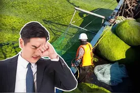 海滩变草原？连续入侵山东18年的浒苔，为何还未治理好？ #浒苔