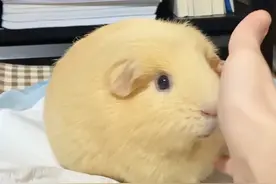 适合学生党和年轻人养的宠物 萌宠出道，便宜又好养，可爱，粘人