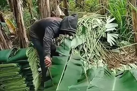 为何要将这些巨大的树叶切成一片一片的？！ #涨知识视频封面