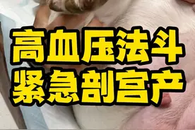 难产法斗紧急剖宫产，从入院到小狗出生不到半小时，要的就是一个字：快！#宠物难产 #法斗 #宠物医院那些事 