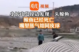 #大连小长山岛一头鲸鱼死亡 目击者：鲸鱼在海上就死亡，被渔民打捞上岸！视频封面