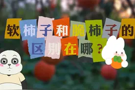 柿子有软柿子硬柿子两种，那么柿饼属于哪一种啊？? #水果图片