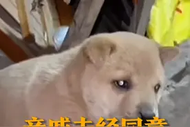 2月2日（采访），广西南宁，亲戚未经同意抱走没断奶小狗，母女俩晚上冒雨骑车将它接回。“狗狗也是家人，我们很珍视它。希望你也有勇气去争取自己珍视的东西。”#小奶狗 #狗狗 #暖心 #家人视频封面
