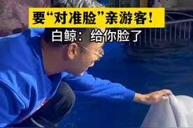 白鲸:加活还挑毛病！忍不了一点#白鲸 #亲吻 #奇妙的动物视频封面