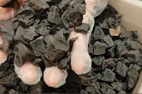 带大家认识10种很猛的中药 #中药 #传承中医文化 #识百草 #杜仲视频封面