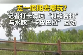 广东省清远市清城区东城街道分三期打造，占地约7400亩的“和秧合社”综合型乡村振兴农文旅融合项目以贯彻国家乡村振兴战略发展为方向，集田园观光、智慧农业、教育研学、亲子休闲、双创市集于一体。五一假期，记者搭乘高铁沿着轨道打卡清远清城“百千万工程”，看看当地乡村振兴发展新路径。（广东台记者 霍梓莹）