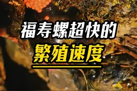 福寿螺超强的繁殖能力#涨知识 #福寿螺 #解压