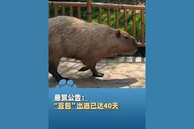 悬赏公告：卡皮巴拉集体越狱，“豆包”出逃已达40天视频封面