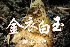 谁能拒绝至鲜至美，蔬中一品的永安冬笋呢？快来三明品尝永安特有的全笋宴吧！ #冬笋 #地方特色美食 #天儿冷吃点啥 #被冬季美食整心动了 #你好十二月