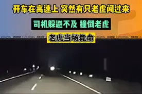 开车在高速上，突然有只老虎闯过来，司机躲避不及，撞倒老虎，老虎当场毙命。#老虎#高速视频封面