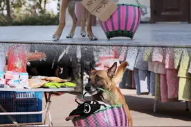 卖艺赚钱的狗狗 马户看到爸爸过年给奶奶买衣服，也去上街头卖艺给爸爸买了一件衣服。如果马户真的是孩子的话，这可能就是言传身教吧。#萌宠出道计划 #抖音萌宠 #动物的迷惑行为 #忠犬马户视频封面