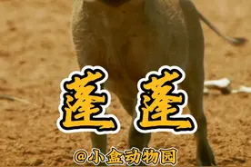 蓬蓬：我这一生如履薄冰！ #搞笑动物解说