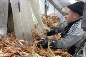 捕捞雪蟹，会把它切开来储存！ #捕捞雪蟹 #科普 #涨知识