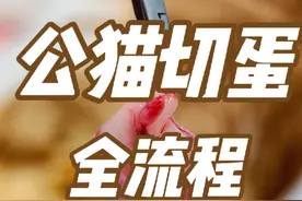 公猫切蛋全流程！ #去势 #猫去势 #猫绝育