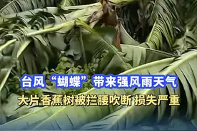 台风“蝴蝶”带来强风雨天气，大片香蕉树被拦腰吹断 损失严重，一年辛苦泡汤 场面看得心痛#台风 #香蕉树 #热点