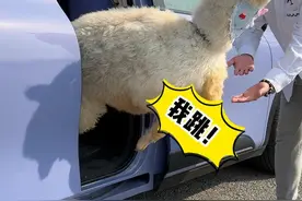 暖心宝贝怕好朋友羊驼抑郁，父女开考拉带羊驼出门“寻友”，95后爸爸宠女儿宠出新高度 #羊驼  #爸爸宠女儿  #95后带娃日常视频封面