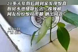 20多天年假后回到家发现惊喜，厨房水池缝隙长出一株辣椒，网友纷纷惊叹羡慕 晒出同款（来源@海  歌 ） #过年 #绿色蔬菜 #奇迹视频封面
