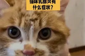猫咪乳腺炎有什么症状，这个要注意了#科学养宠攻略 #新手养猫
