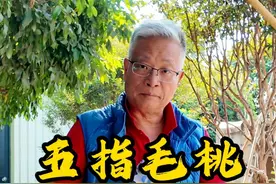 五指毛桃煲鸭汤，大家记得给家人煲汤 #煲汤 #乡村味道 #五指毛桃 #祛湿 #农人郑公视频封面